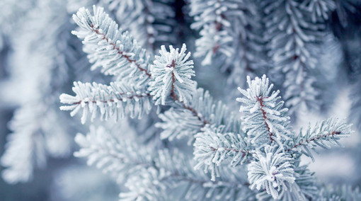 Von Reif bedeckte Fichtennadeln an einem Baum